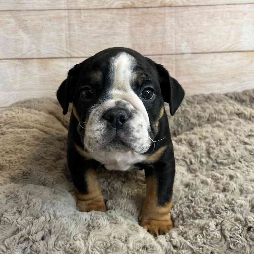 Male Bulldog Puppy for Sale in OMAHA, NE