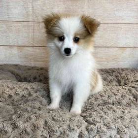 Pomeranian