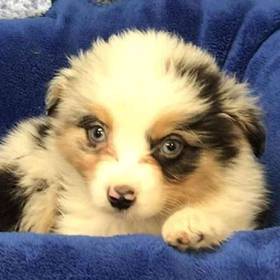 Miniature Australian Shepherd