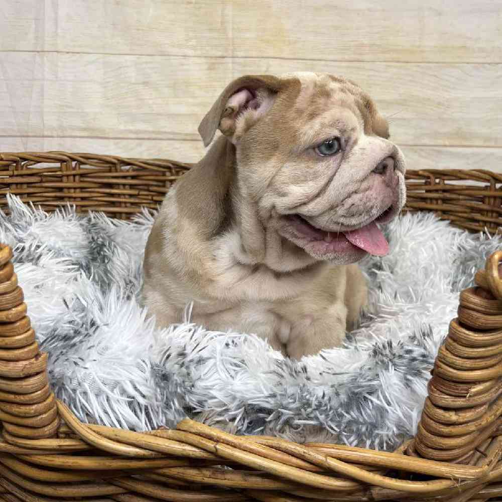 carousel pet images