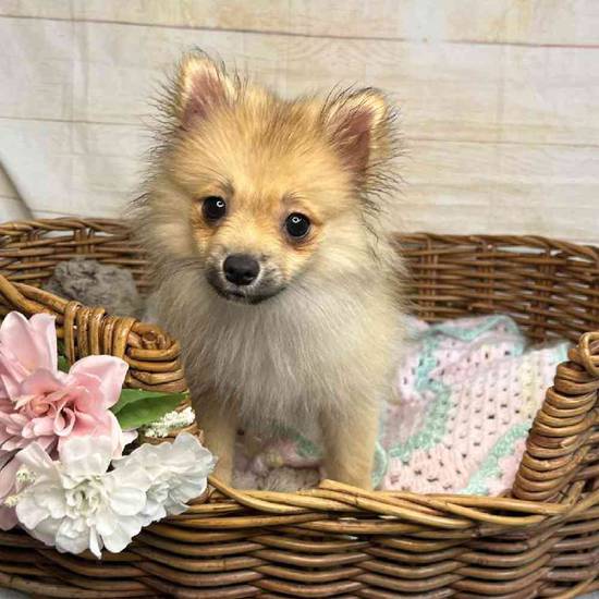 Perla