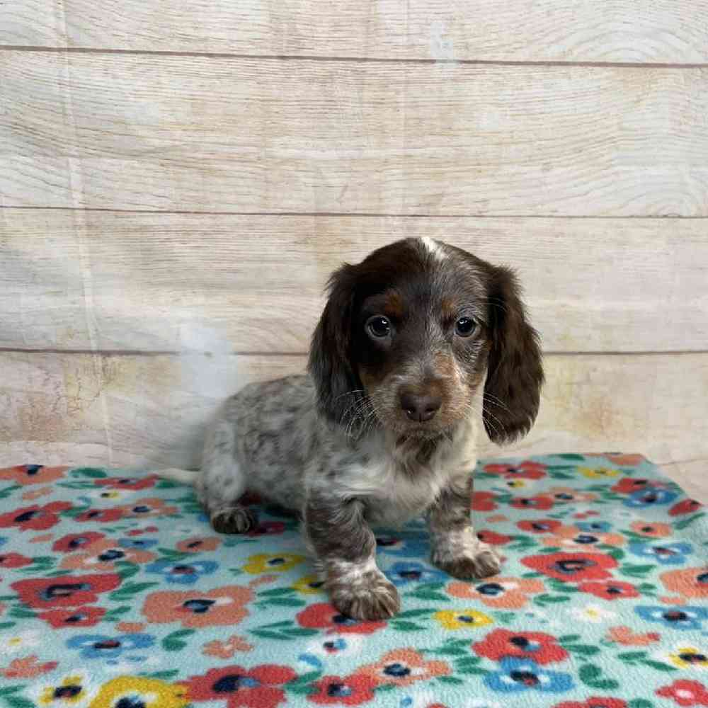 Image of a pet breed in the gallery