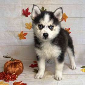 Pomeranian/Siberian Husky