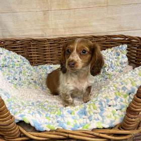 Dachshund