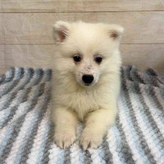 Olaf