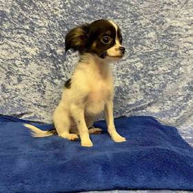Chihuahua