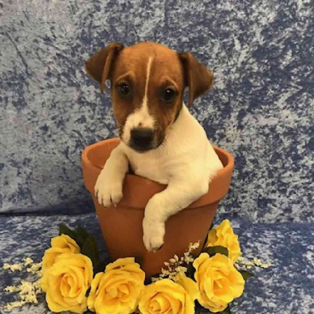 carousel pet images