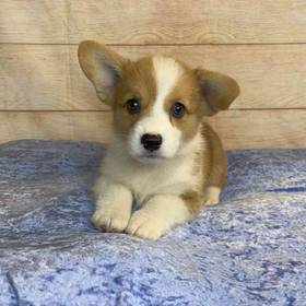 Pembroke Welsh Corgi