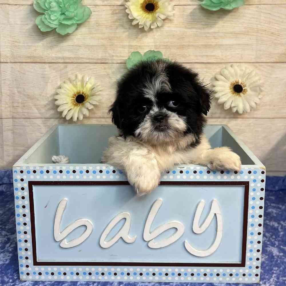 carousel pet images