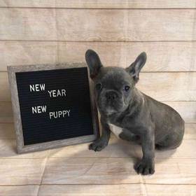 French Bulldog