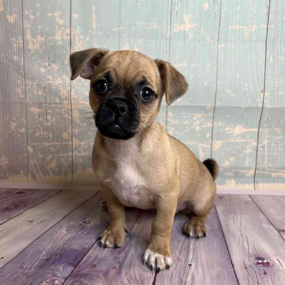 Image of a pet breed in the gallery