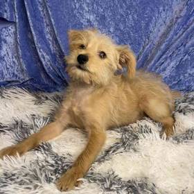 Yorkshire Terrier/Poodle