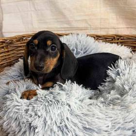 Dachshund