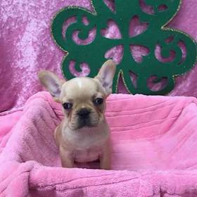 French Bulldog