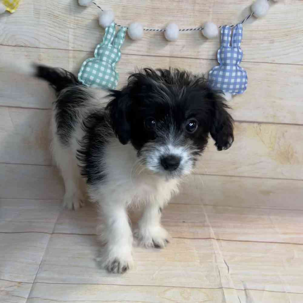 carousel pet images