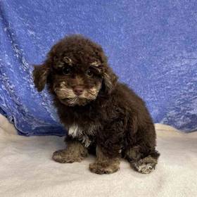 Poodle