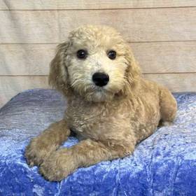 Golden Retriever/ Poodle