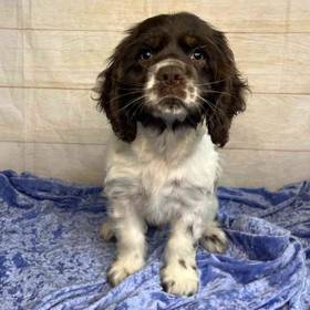 Cocker Spaniel/Poodle