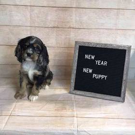 Cocker Spaniel/Cavalier King Charles
