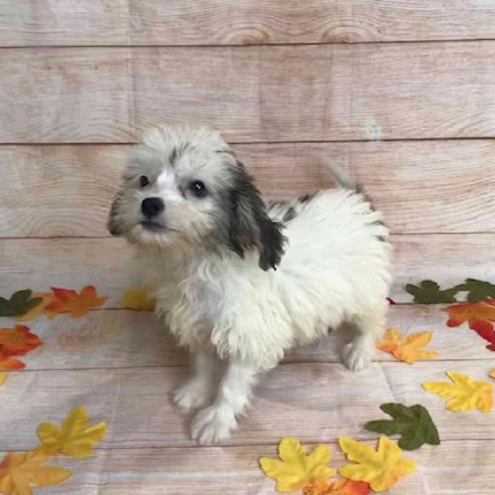 carousel pet images