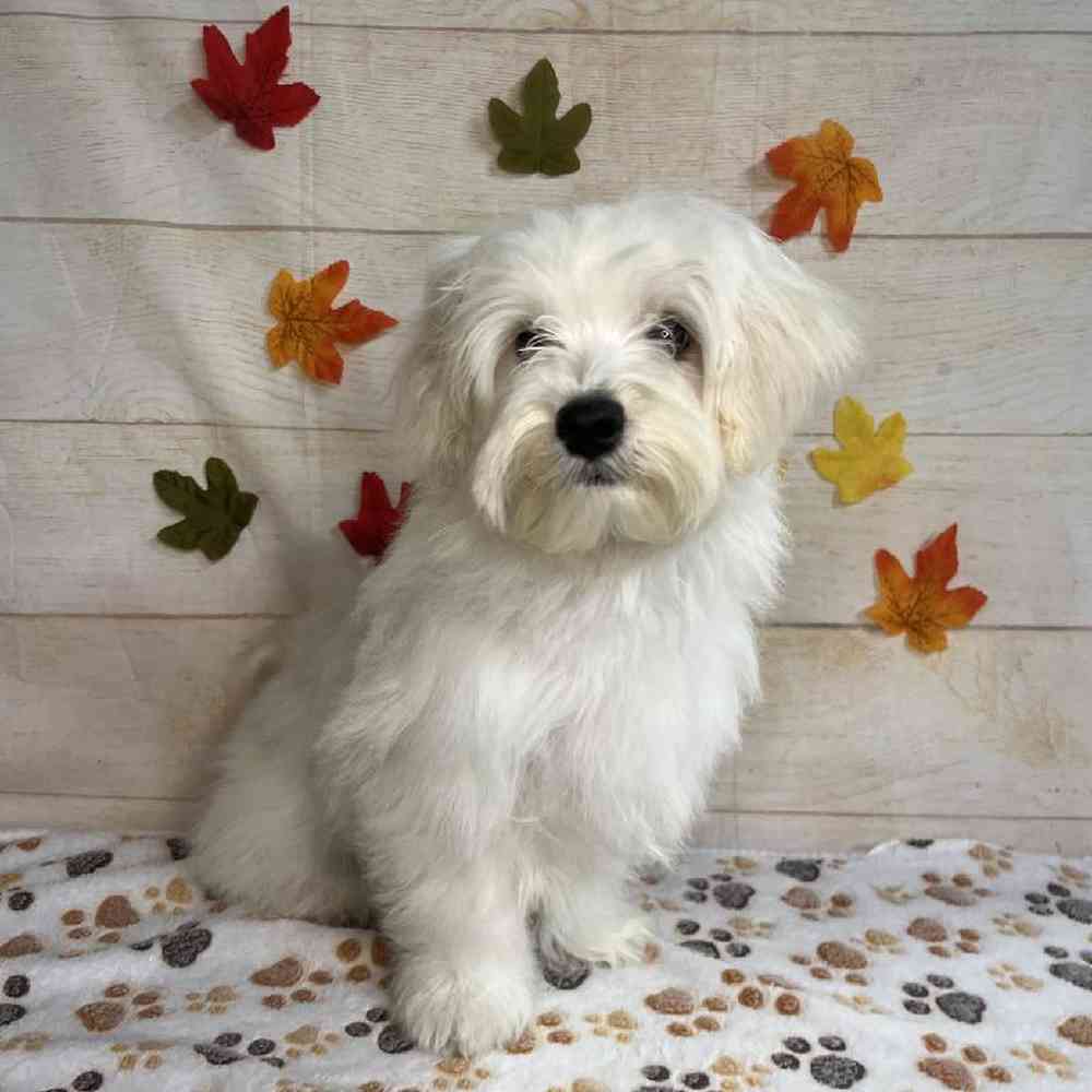 carousel pet images