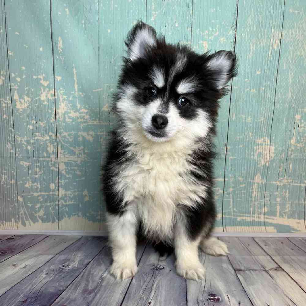 carousel pet images