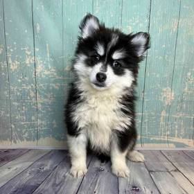 Pomeranian/Siberian Husky