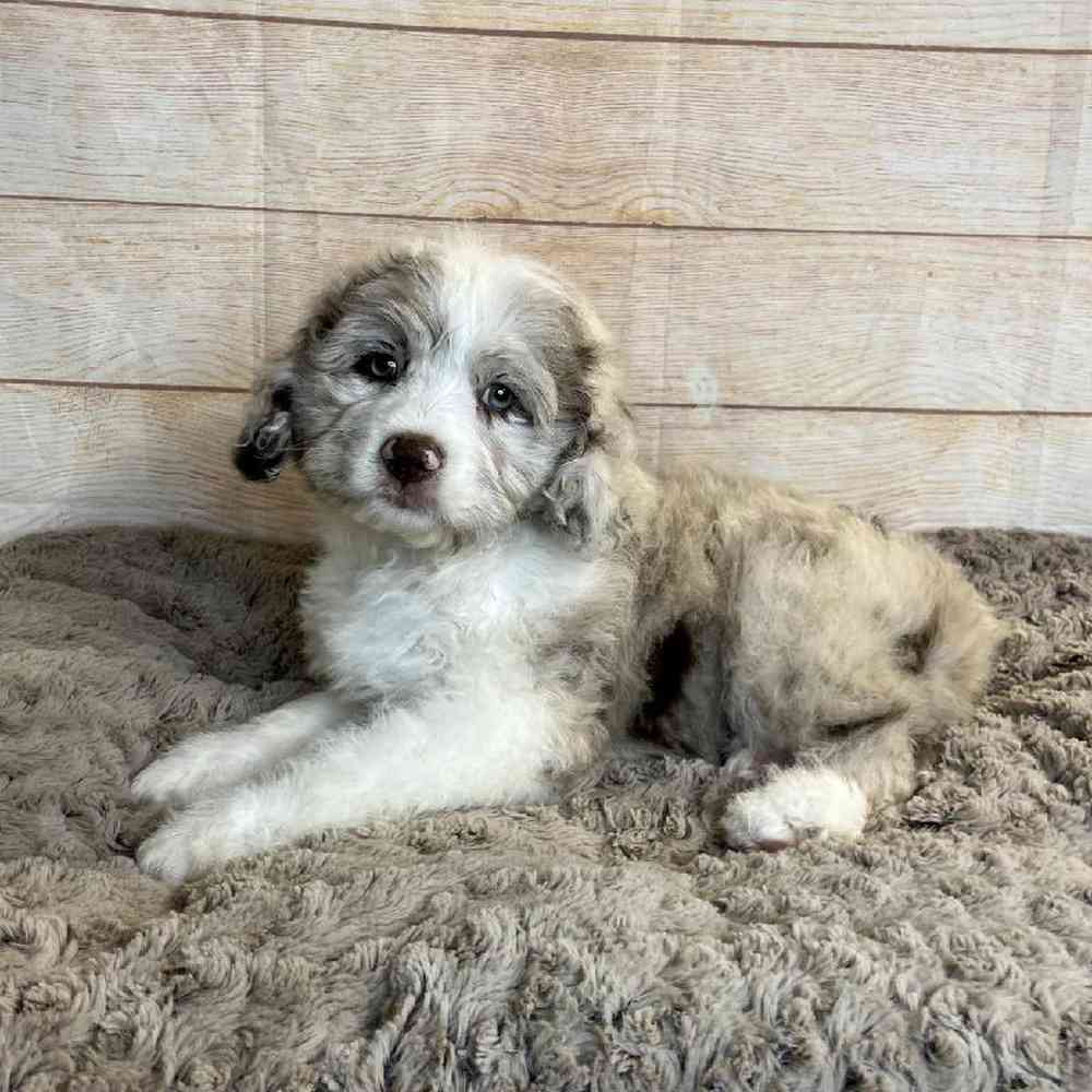 Cocker Spaniel/Old English Sheepdog/Poodle Puppy for sale - Tullys