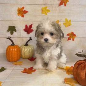 Maltese-Poodle