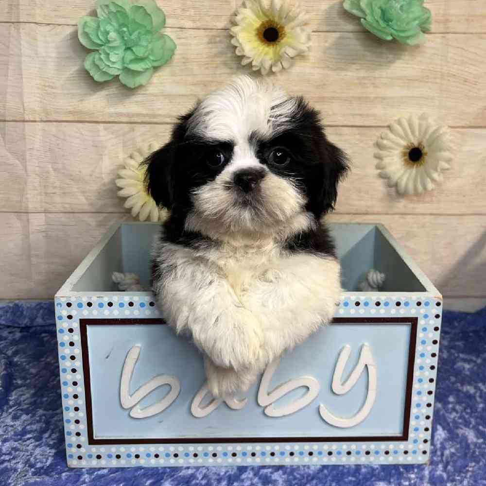 carousel pet images