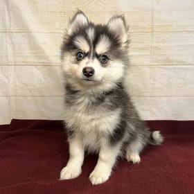 Pomeranian/Siberian Husky