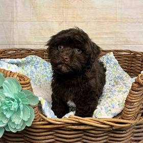 Maltese-Poodle