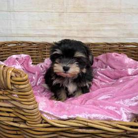 Maltese/Yorkie/Poodle