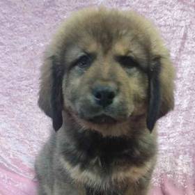 Tibetan Mastiff