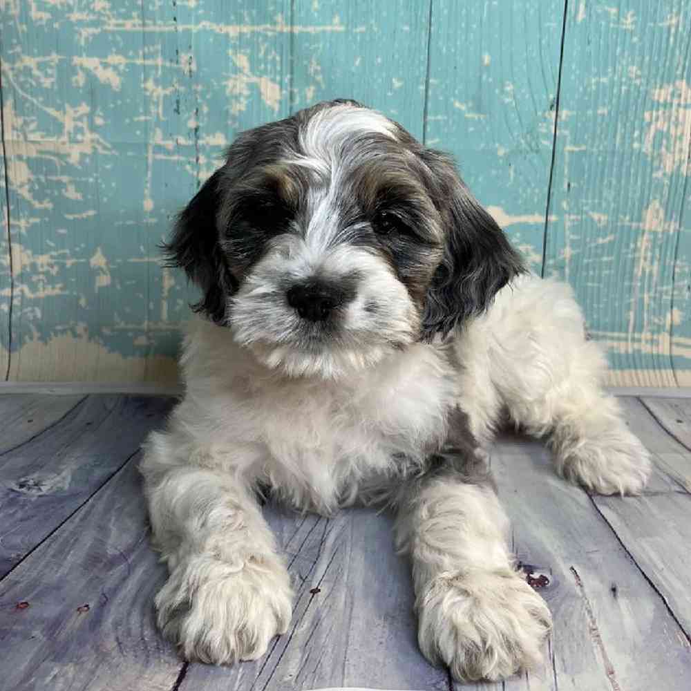 carousel pet images