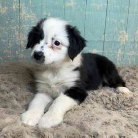Miniature Australian Shepherd