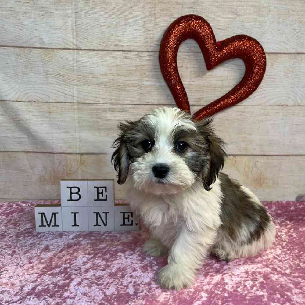 carousel pet images