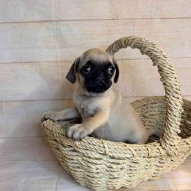 Pug