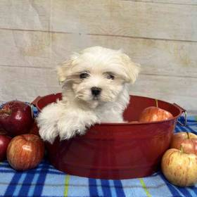 Maltese-Poodle