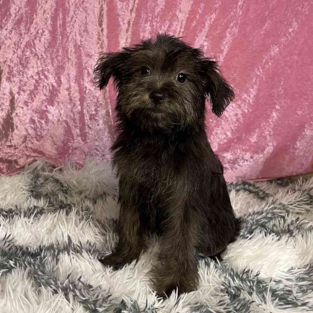 Image of a pet breed in the gallery