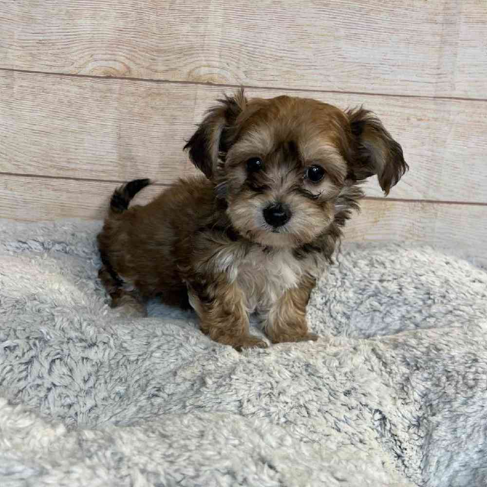 Yorkie Poo Yorkie Chon Puppies Long Island Yorkie And Shih Tzu
