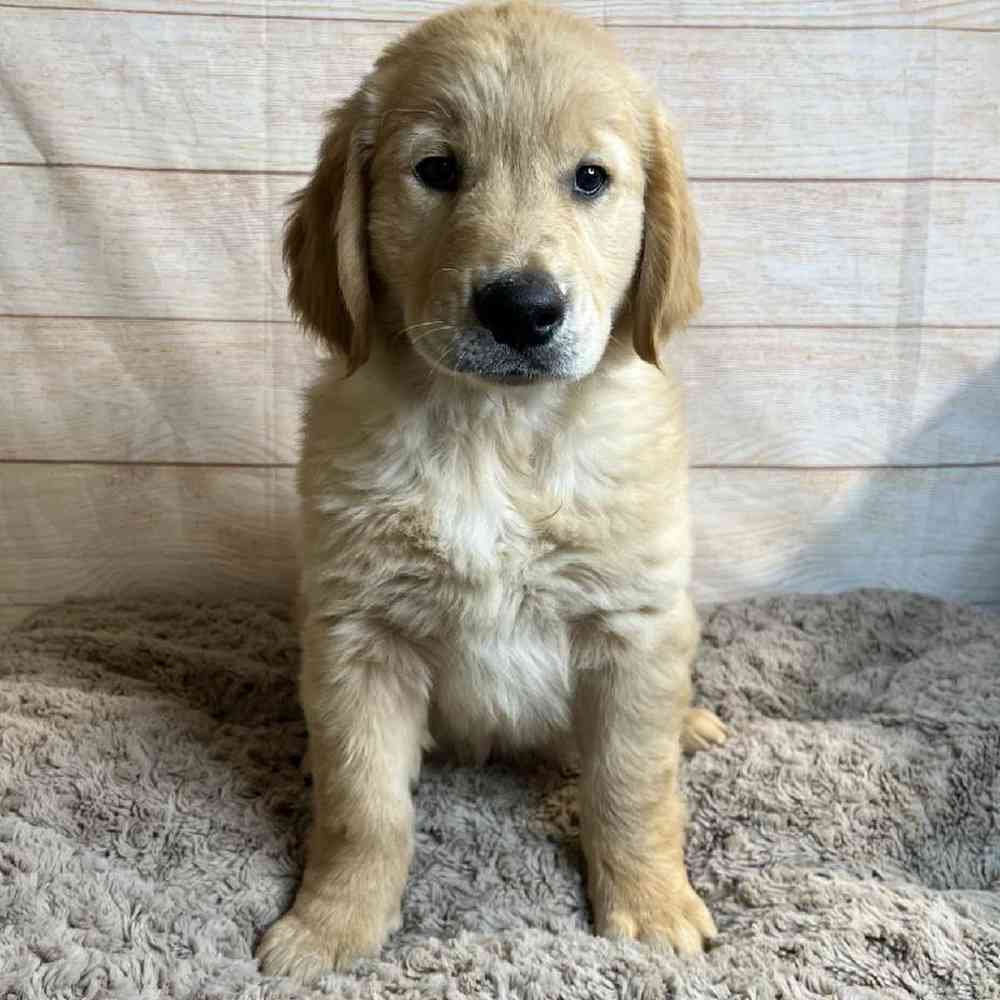 Male Golden Retriever Puppy for Sale in OMAHA, NE