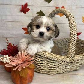 Havanese