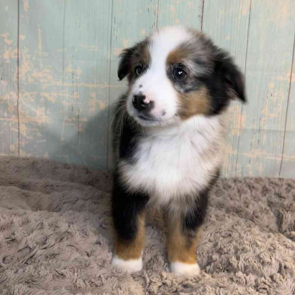 Image of a pet breed in the gallery