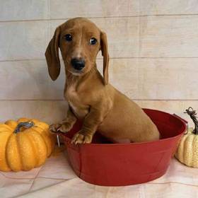 Dachshund