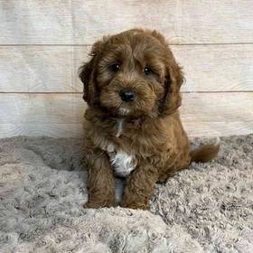 Cocker Spaniel/Poodle