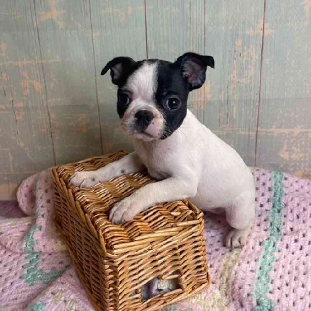 Image of a pet breed in the gallery