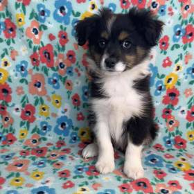 Miniature Australian Shepherd