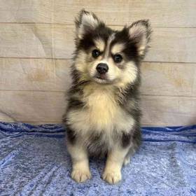 Pomeranian/Siberian Husky