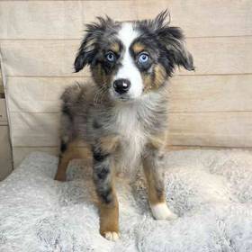 Miniature Australian Shepherd